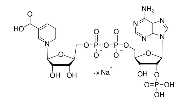 [5502-96-5] 烟酸腺嘌呤二核苷酸磷酸 · x钠盐